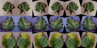 Disease Detection